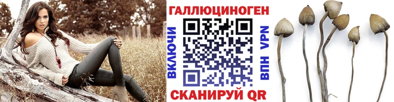 KRAKEN зеркало  Камышин  Галлюциногенные грибы Cubensis 